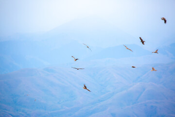 A flock of eagles flying over the mountains. Golden eagles in free flight. Wild birds of prey have gathered in a flock and are flying above the ground.