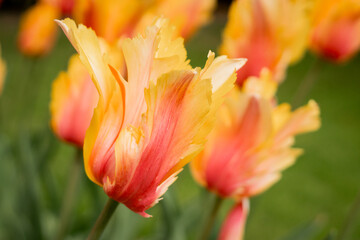 Fototapeta premium Bright orange tulips of unique cultivated varieties. Decorative flowers for landscape design, greenhouses, and gardening. Flower breeding, seasonal blooming, fertilizer and plant care visuals.