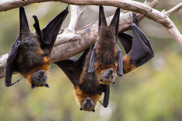 Flying Foxes Hanging Upside Down