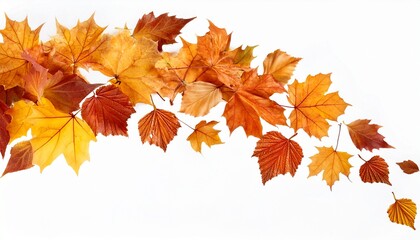 autumn leaves falling isolated on transparent or white background