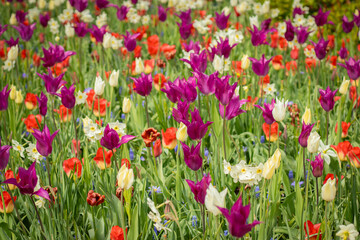Vibrant tulip field with a variety of flower types and vivid colors. Bright spring bloom, flower cultivation, ornamental planting, landscape design, gardening visuals, fertilizer and seed branding.