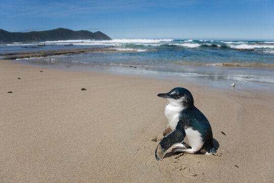 Little Penguin (Eudyptula minor) standing with wings outstretched on a sandy beach
