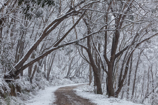 Dirt road through forest after snowfall