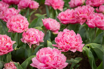 Flowers in bloom, pink tulips in various shades. Floral wallpaper, spring designs, garden ads, plant care, fertilizers, or flower shop marketing.