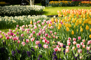 Vibrant tulip field with a variety of flower types and vivid colors. Bright spring bloom, flower cultivation, ornamental planting, landscape design, gardening visuals, fertilizer and seed branding.