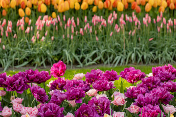 Yellow daffodils of a rare variety in full bloom. flower cultivation, greenhouse growing, decorative gardens, fertilizer visuals, and plant care design. Seasonal, botanical, agricultural content.