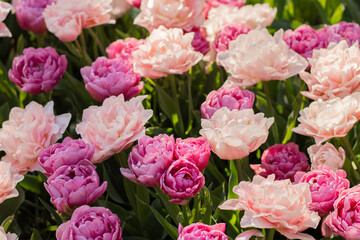 Flowers in bloom, pink tulips in various shades. Floral wallpaper, spring designs, garden ads, plant care, fertilizers, or flower shop marketing.