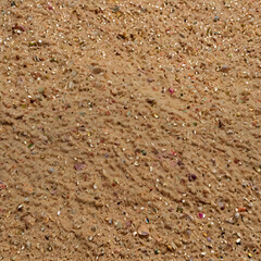 Textured Beige Surface with Embedded Small Shells and Stones