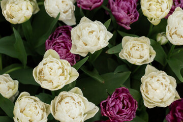 Bright white tulips blooming under natural light. A vibrant floral composition ideal for wallpapers, gardening ads, landscaping promotions, fertilizer packaging, and flower shop branding.