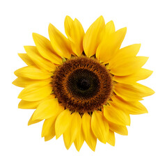 a close-up of sunflower in full bloom on transparent background