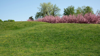 Spring blooms adorn the green hillside