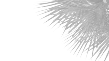Obraz premium Realistic shadow overlay of palm branch with blurred foliage and leaf details creates natural and elegant design element, perfect for spring or summer product mockups and displays