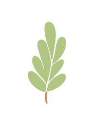 green leaf isolated on white background