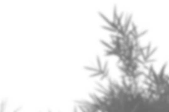 Realistic blurred shadow overlay of plant foliage and branch with leaf elements, perfect for spring or summer product display and design mockup, adding natural elegance