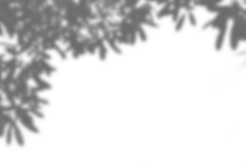 Realistic overlay of blurred branch and leaf shadows creates natural mockup for spring or summer product display. foliage design elements add depth and elegance