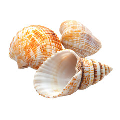 Obraz premium Three beautiful seashells against Transference background.