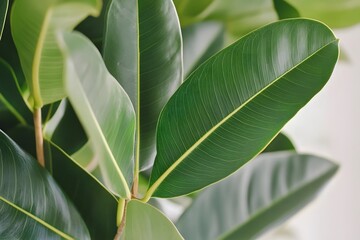 Obraz premium Lush Green Ficus Elastica Leaves Closeup Nature Photography