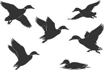 Fototapeta premium collection of mallard duck silhouettes for designers 