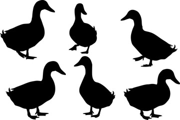 collection of mallard duck silhouettes for designers

