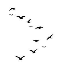 flock of birds