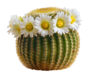 cactus adorned with delicate crown of white flowers, showcasing its unique texture and vibrant colors. This charming plant adds touch of nature beauty to any setting
