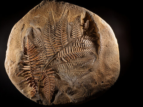 Generative AI Ancient fern fossil from 300 million years ago