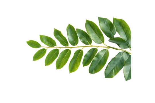 Green ivy leaves arranged on a white background