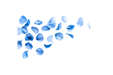 Blue rose petals falling on a white background