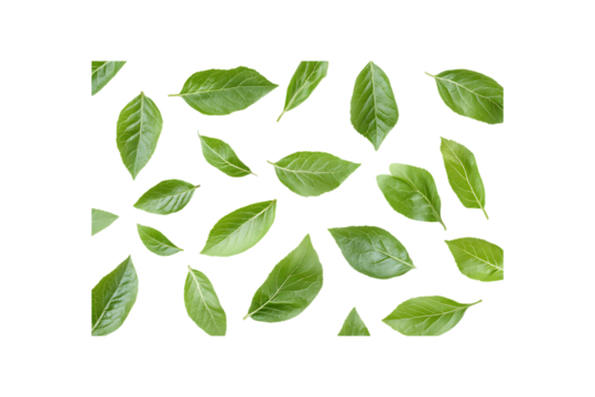 Green ivy leaves arranged on a white background
