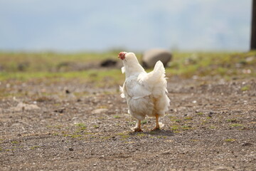 Chicken