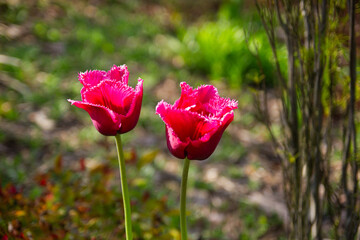 Macro view of pink tulip (Tulipa) in spring