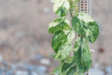 Closeup focus to scindapsus jade satin marble 