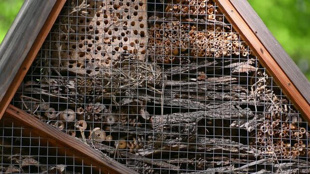 Insects fly in and out of the bug hotel. insect house in the park