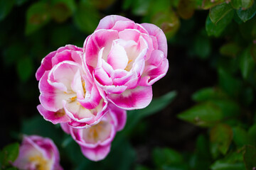 Macro view of pink-white tulip (Tulipa) in spring