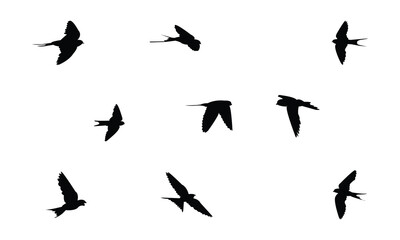Flying African red rumped swallow bird Silhouette Design  And Vector Illustration. 