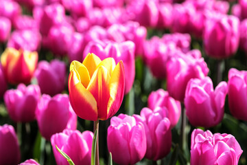 Obraz premium Colorful tulip fields burst to life in Flevoland, Netherlands, showcasing bright pink and yellow blossoms under the clear spring sky. Natures beauty attracts visitors and photographers alike.