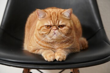 Ginger Exotic Shorthair Cat On Black Chair