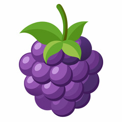 vector illustration of grapes