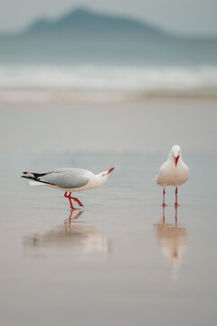 Male seagull courting female at the beach