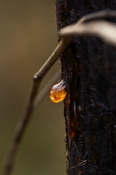 Macro details of sparkling orange sap leaking from gum tree trunk