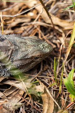 Bearded dragon lizard Australian reptile on ground in bushland amongst leaf litter