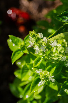 White flowers on basil plant in veggie garden with waterdrops on leaf of herb