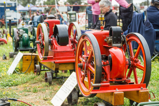 A row of colourful antique traction engines on display