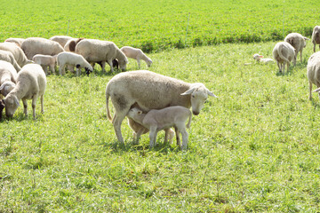 A sheep with a lamb suckling milk.