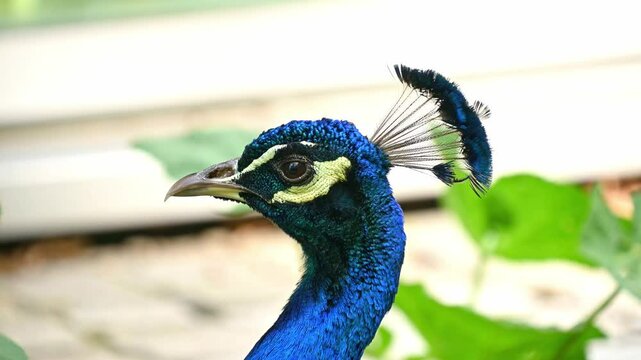 Close-up of a peacock's head. The peacock is sleeping. The Indian peafowl (Pavo cristatus). Animal behavior.