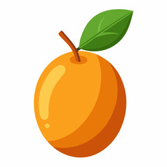 vector illustration of orange fruit