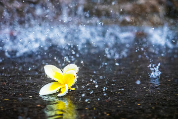 Frangipani in the storm