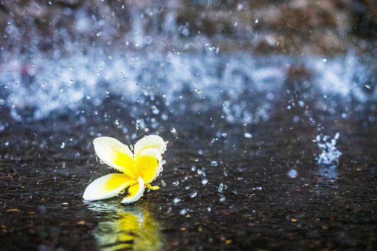 Frangipani in the storm