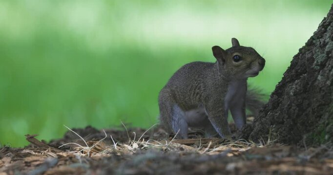 A gray squirrel pauses alertly at the base of a tree in a forest clearing