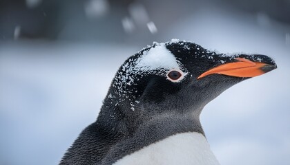 cute penguin in snow close up portrait